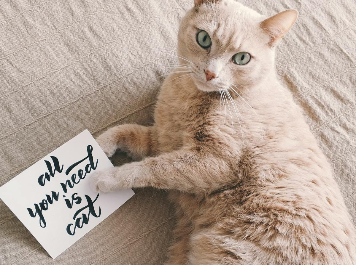 business bard marketing